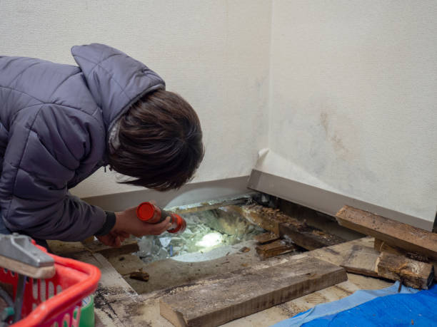 Best Black Mold Removal  in Atkinson, NE