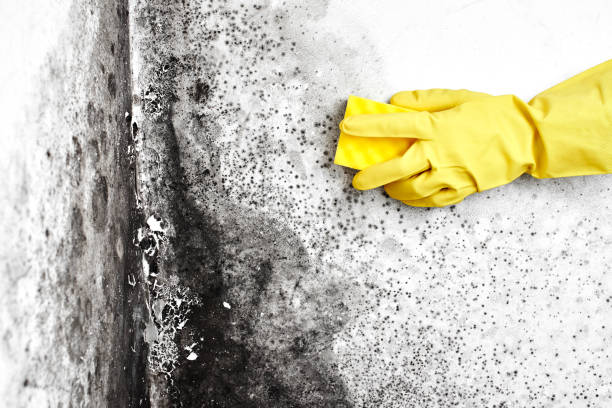 Asbestos and Lead Testing During Mold Inspection in Atkinson, NE