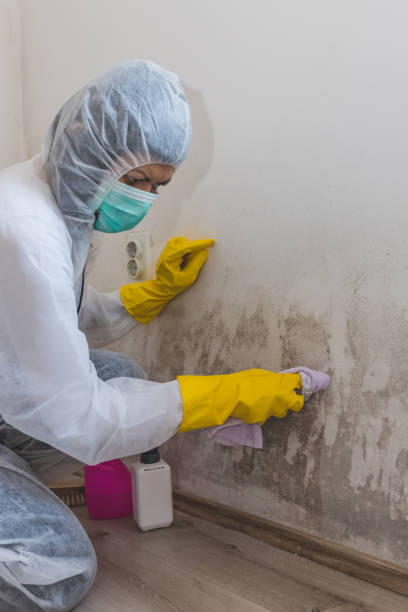 Best Mold Removal for HVAC Installations  in Atkinson, NE