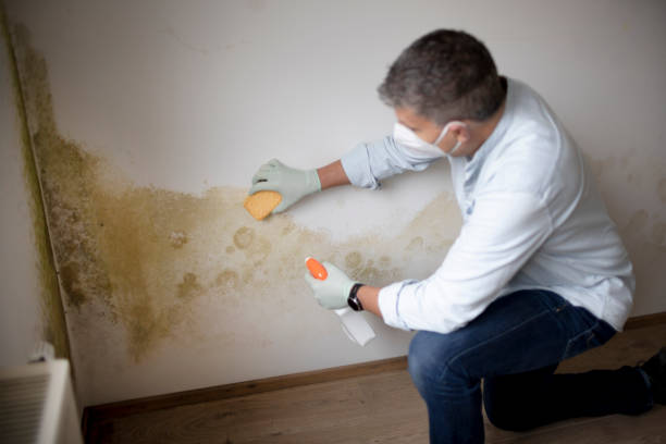 Best Post-Construction Mold Inspection  in Atkinson, NE